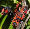 Lygaeus equestris